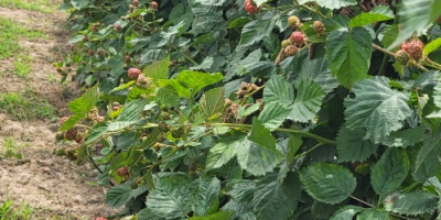 Brombeeren sind ab dem 15. Juli erhältlich