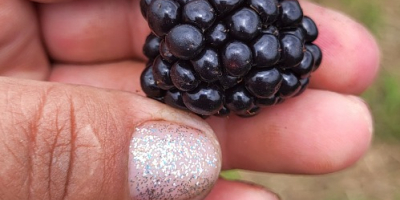 Brombeeren sind ab dem 15. Juli erhältlich