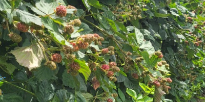 Brombeeren sind ab dem 15. Juli erhältlich