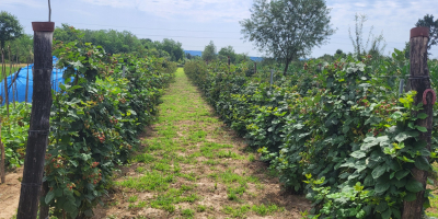 Brombeeren sind ab dem 15. Juli erhältlich