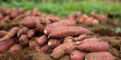 Wir können Ihnen die besten Süßkartoffeln in jeder gewünschten