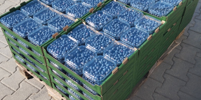 Schöne harte Blaubeere, frisch gepflückt