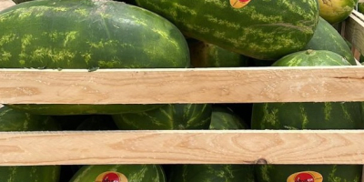 Watermelons of Spanish origin. It is exported throughout Europe