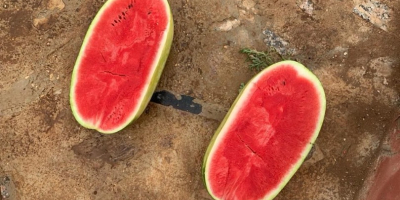 Watermelons of Spanish origin. It is exported throughout Europe