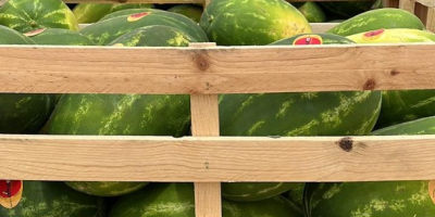 Watermelons of Spanish origin. It is exported throughout Europe