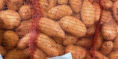 Spunta potatoes, Moroccan origin. Packaging: 10/15/25kg bags, Big Bag