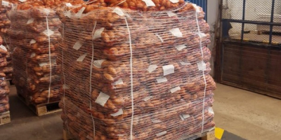 Spunta potatoes, Moroccan origin. Packaging: 10/15/25kg bags, Big Bag