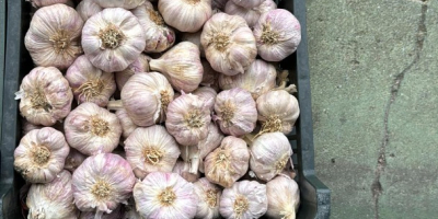 Polnischer Knoblauch. Verschiedene Größen. Beliebige Mengen, ganzjährig verfügbar.