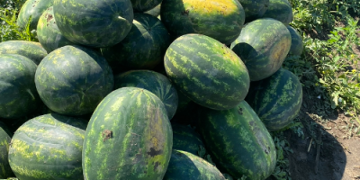 We are producers of melons, large quantities SC ADEMNEL