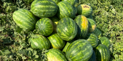 We are producers of melons, large quantities SC ADEMNEL