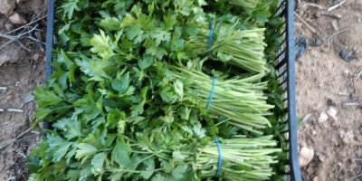 Organic parsley