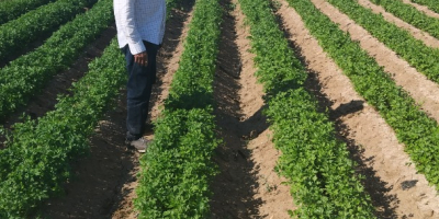 Organic parsley