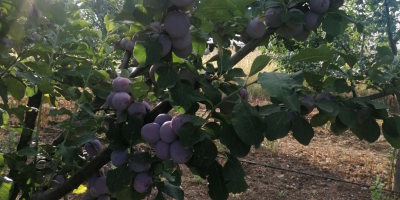 I am selling edible plums 5 lei per kg