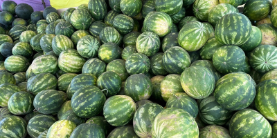 I sell watermelons in large quantities. I am looking