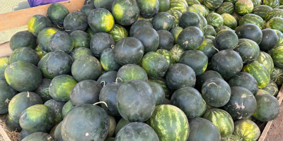 I sell watermelons in large quantities. I am looking