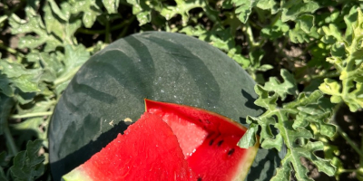 I sell watermelons in large quantities. I am looking