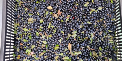 We offer Frozen Wild blueberries LT Original : Lithuania