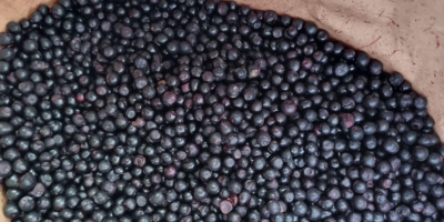 We offer Frozen Wild blueberries LT Original : Lithuania