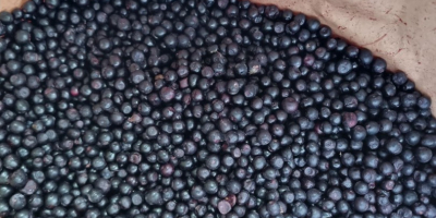 We offer Frozen Wild blueberries LT Original : Lithuania