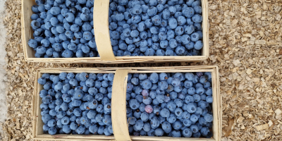 Bluegold-Blaubeeren zu verkaufen. Große Früchte.
