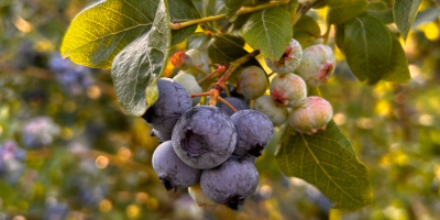 Ich verkaufe Bio-Heidelbeeren mit Agrobiotest-Zertifikat in Mengen ab 250