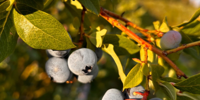 Ich verkaufe Bio-Heidelbeeren mit Agrobiotest-Zertifikat in Mengen ab 250