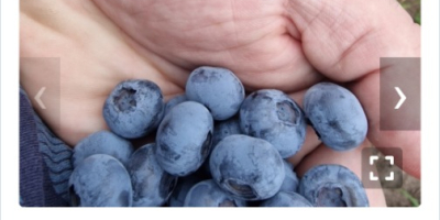 Hello, I have for sale freshly picked bluecrop, cal.