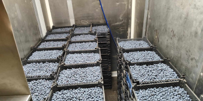 Hello, I have for sale freshly picked bluecrop, cal.