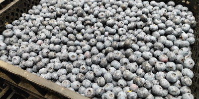 Hello, I have for sale freshly picked bluecrop, cal.