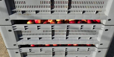 We sell fresh peaches and nectarines. For any further