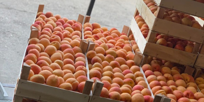 We sell fresh apricots. For any further information, you