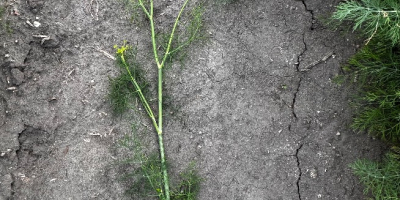 I am selling dill for pickling cucumbers, I can