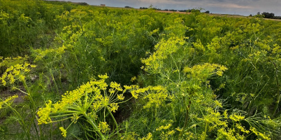 I am selling dill for pickling cucumbers, I can