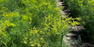 I am selling dill for pickling cucumbers, I can