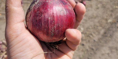 Red onions for sale. Clearance.