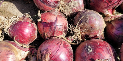 Red onions for sale. Clearance.