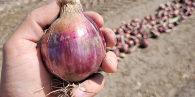 Red onions for sale. Clearance.