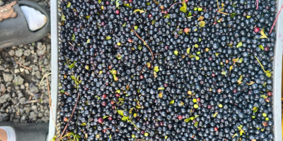 Venderò quantità maggiori di frutti di bosco puliti e