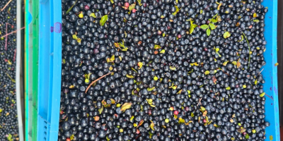 Größere Mengen sowohl gereinigter als auch ungereinigter Waldbeeren verkaufe