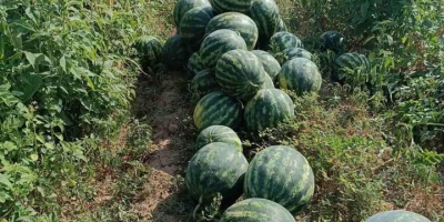 Hello! We are watermelon producers with 25 years of