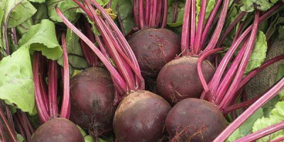 Beetroot for sale! For details, call the phone number!