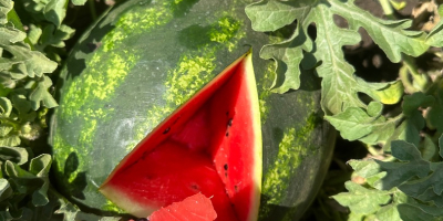 Watermelons in large quantities available! Goods grafted with quality