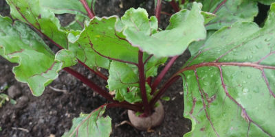 I will sell red beetroot, water variety, prepared to