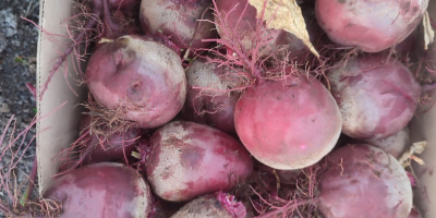 I will sell red beetroot, water variety, prepared to