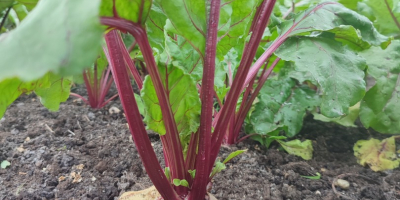 I will sell red beetroot, water variety, prepared to