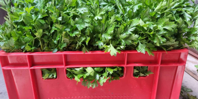 I will sell parsley. Prepared to order in bunches