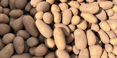 Helló, van krumplim egy nagy zsákban és egy zsákban.