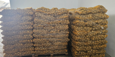 Buongiorno, ho patate in un sacco grande e in