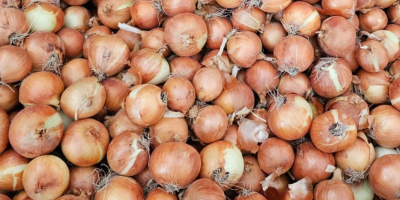 We sell fresh onions