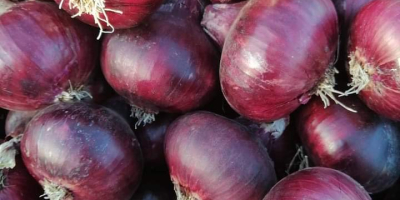 We sell fresh onions